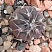 Gymnocalycium mucidum v. ferrari f. elegans wr 718, 1,5-2 см сеянец